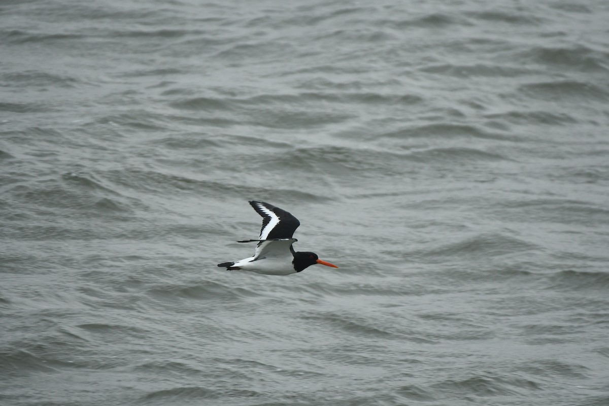 ústřičník velký - ML646311031