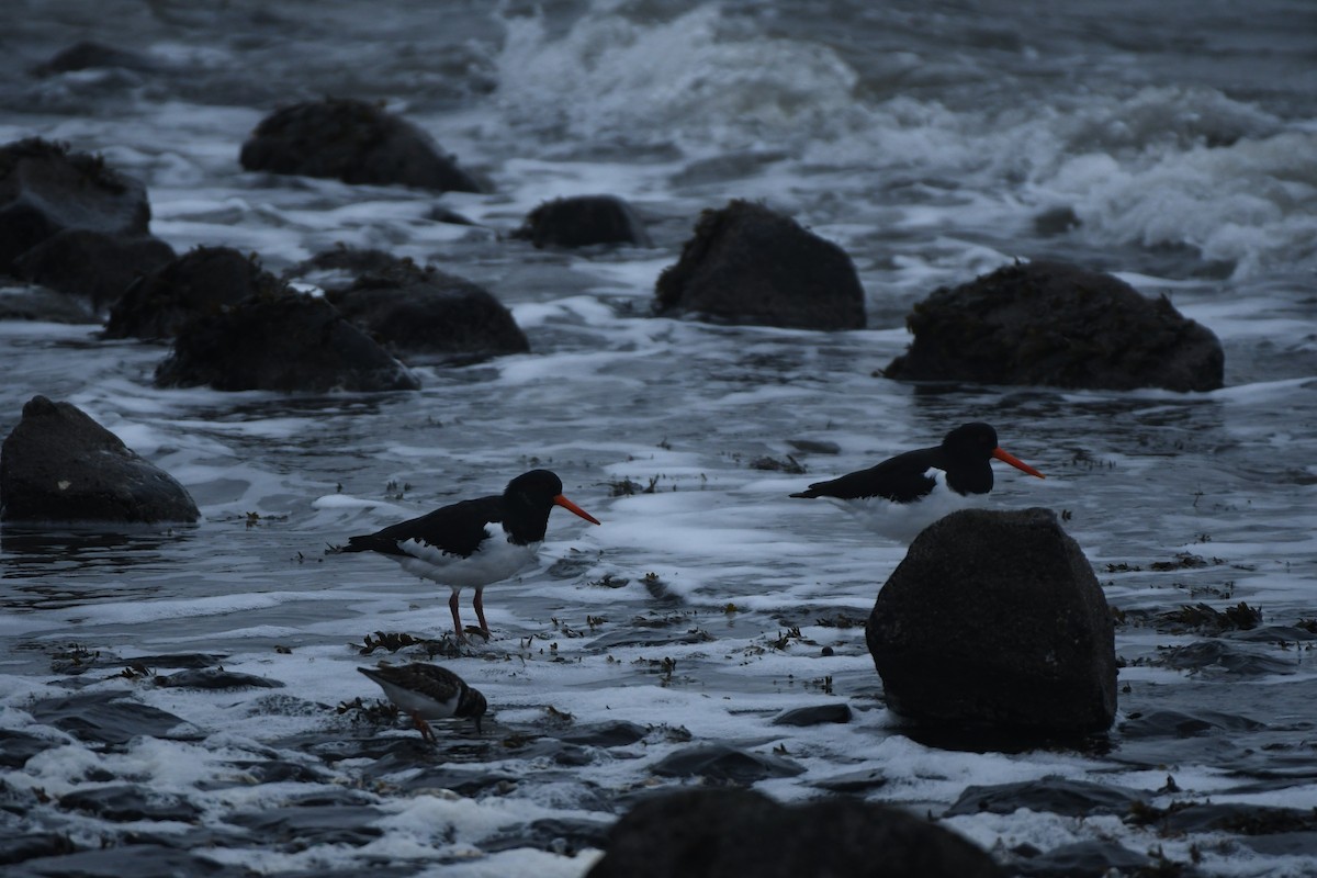 ústřičník velký - ML646311032