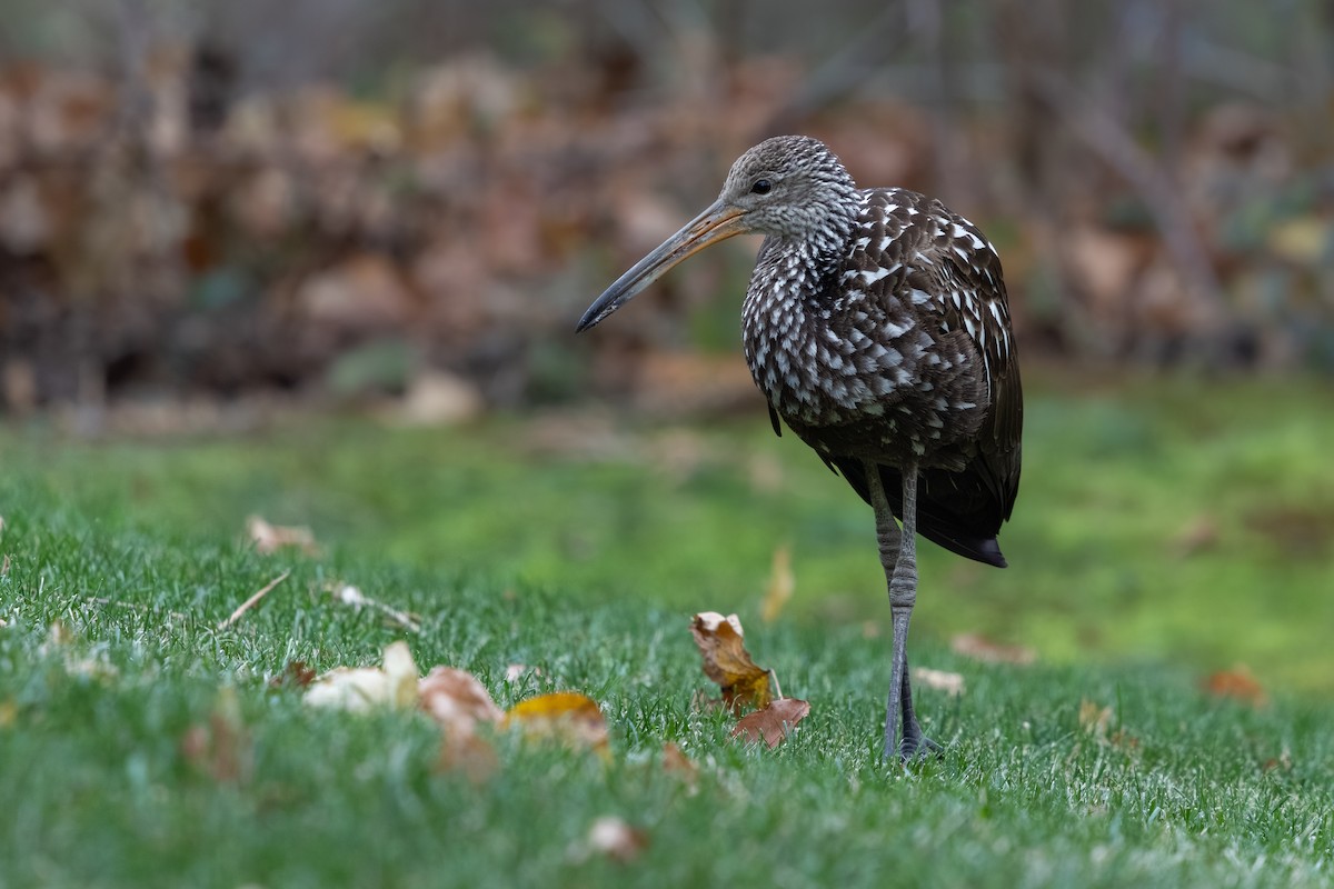 kurlan chřástalovitý [skupina pictus] - ML646311033