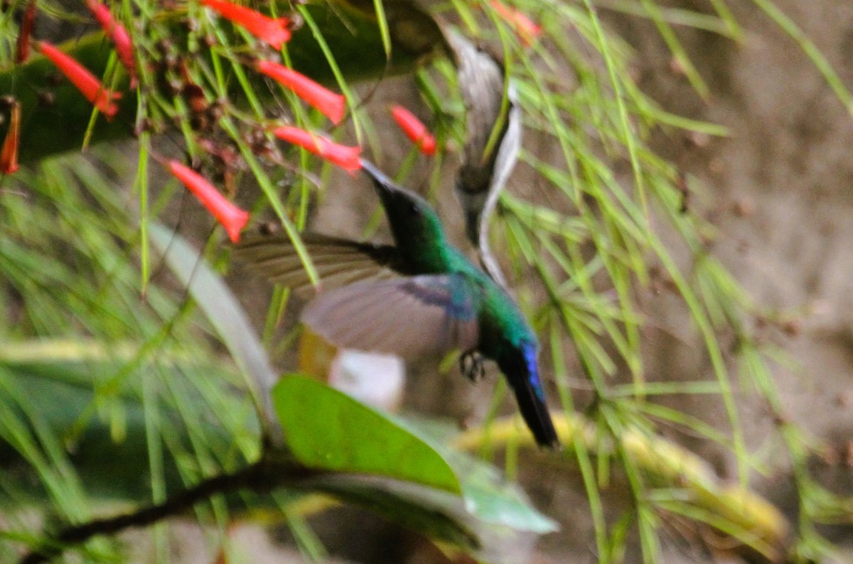 kolibřík hedvábný - ML646311034