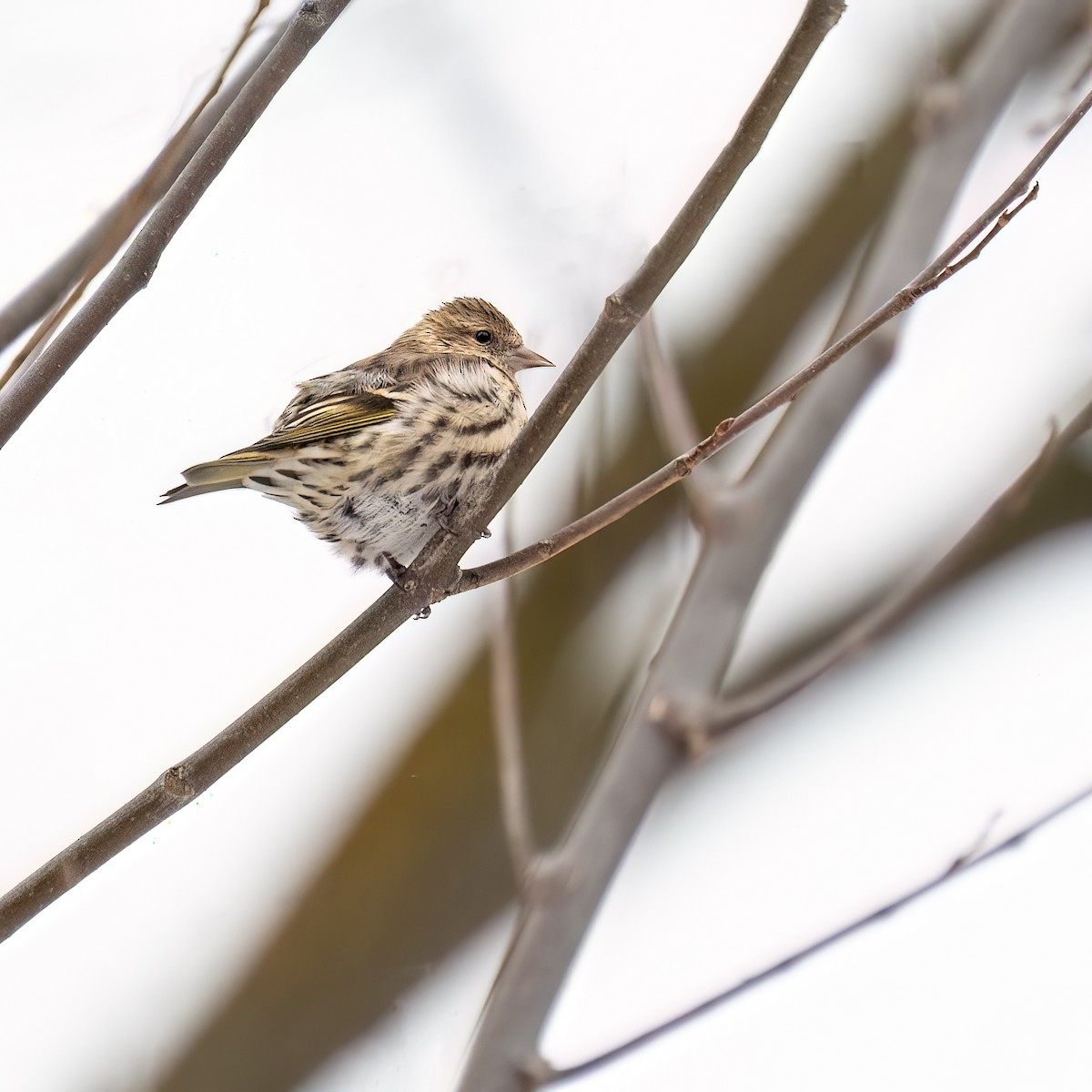 čížek severoamerický - ML646311035