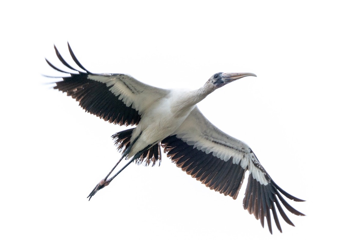 Wood Stork - ML646311036