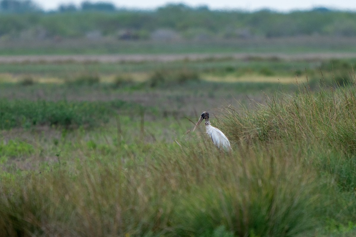 Wood Stork - ML646311037