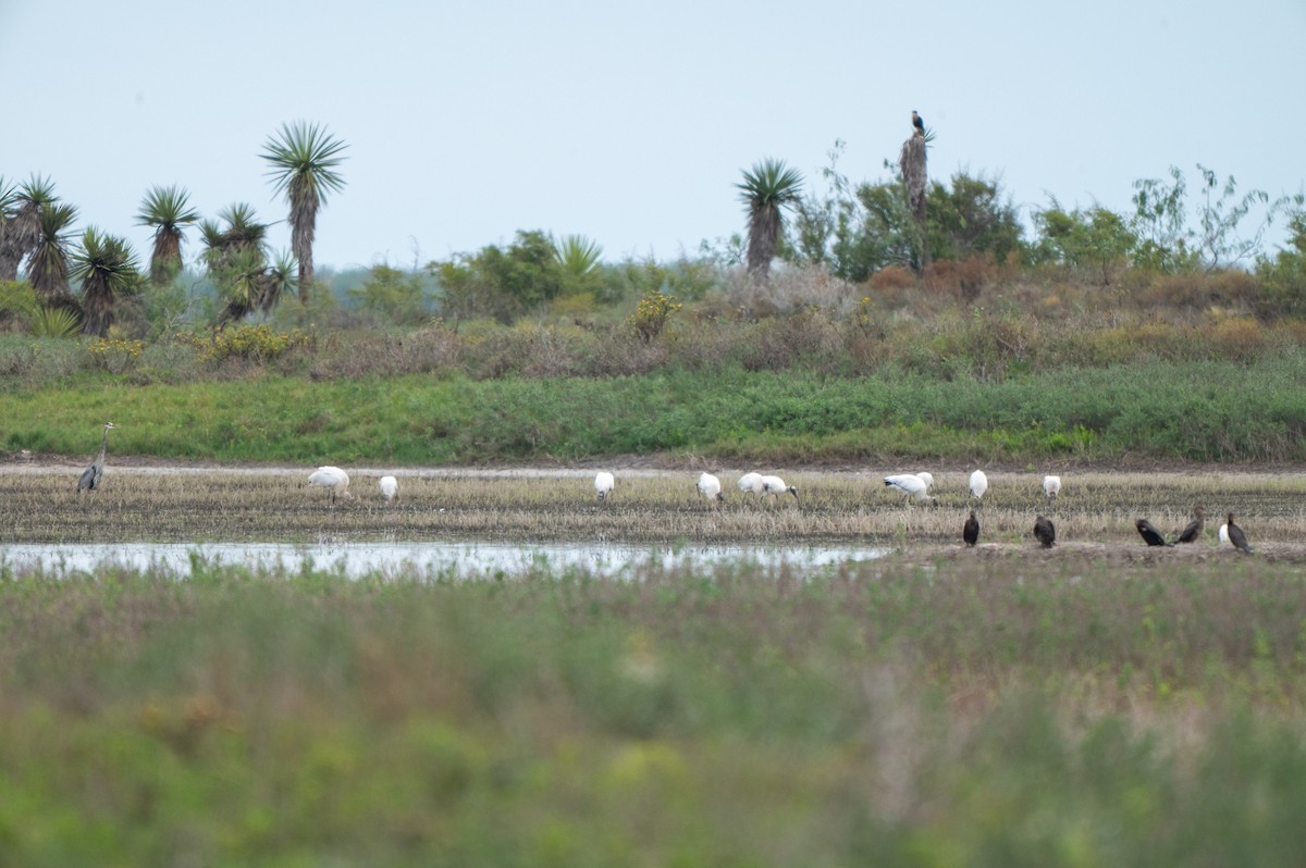 Wood Stork - ML646311038