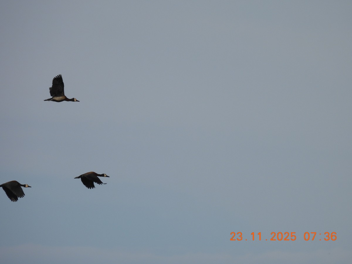 husička vdovka - ML646311039