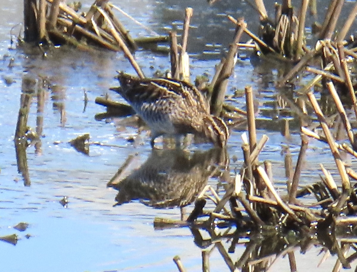 Wilson's Snipe - ML646311041