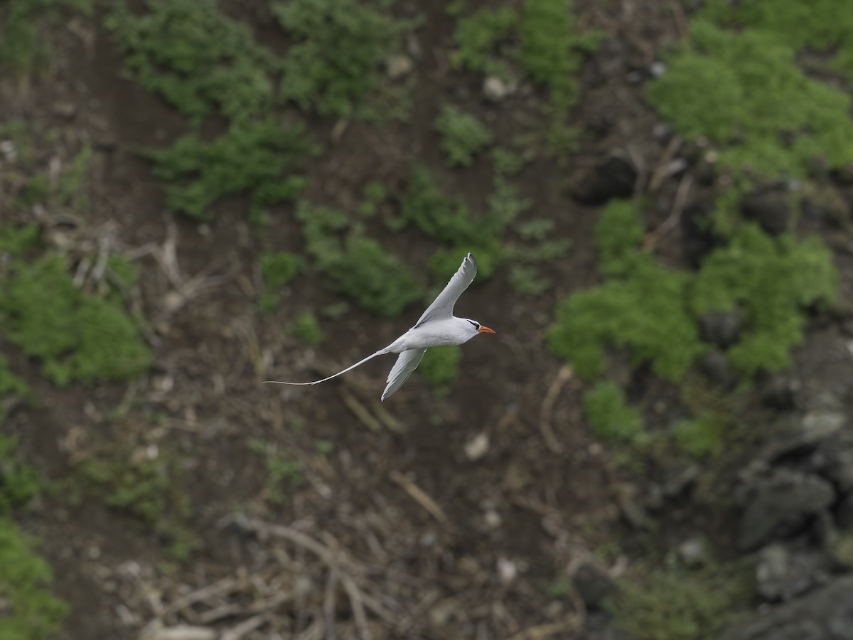 Red-billed Tropicbird - ML646311042