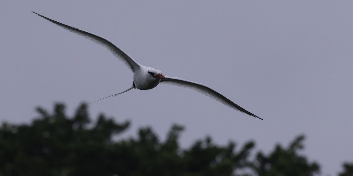 Red-billed Tropicbird - ML646311043