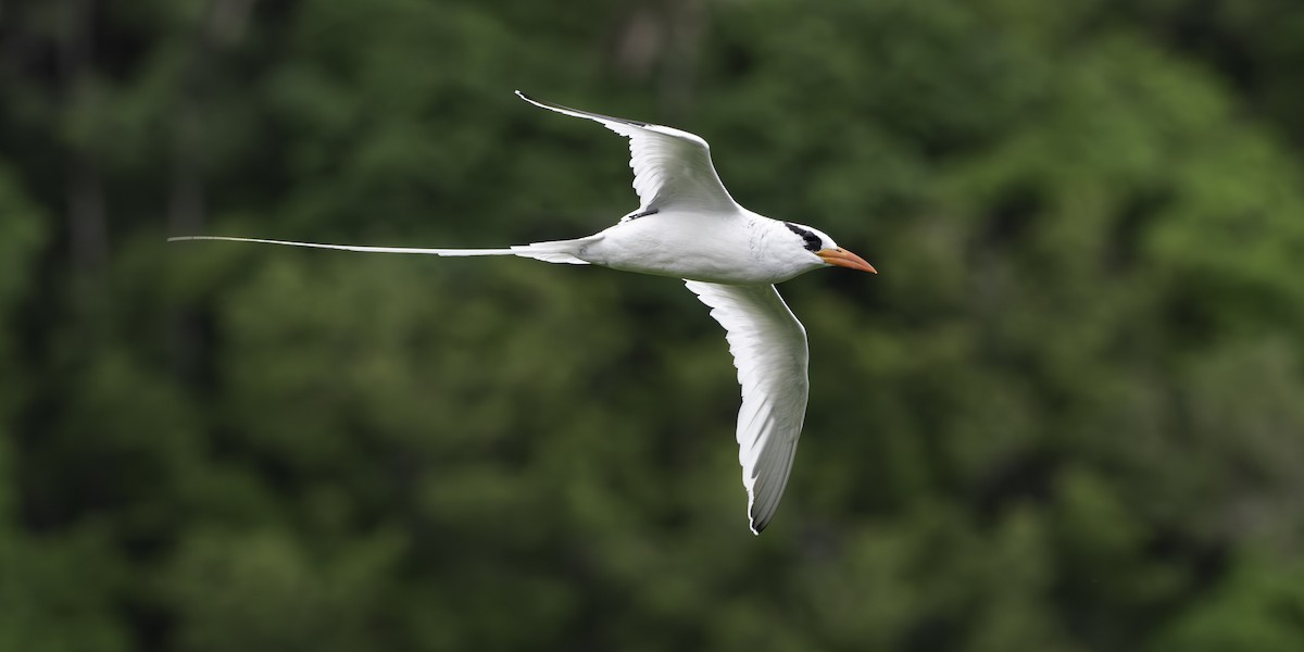 Red-billed Tropicbird - ML646311044