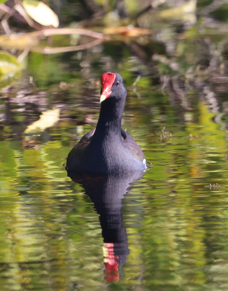 Common Gallinule - ML646311045