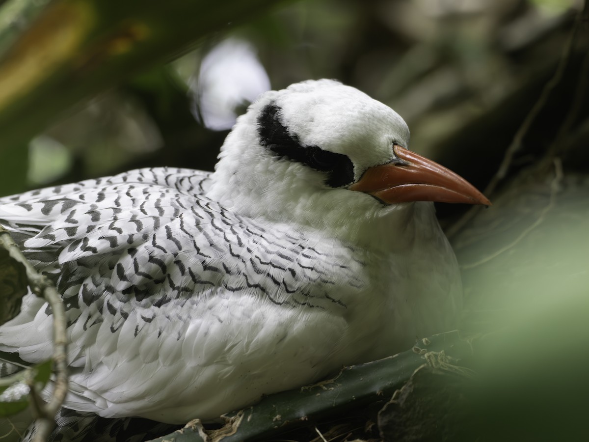 Red-billed Tropicbird - ML646311046