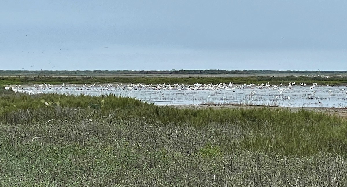 White Ibis - ML646311048