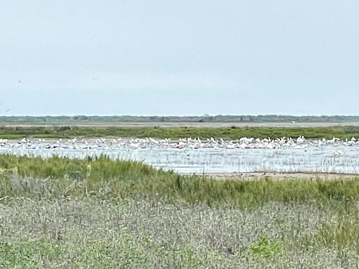 White Ibis - ML646311049