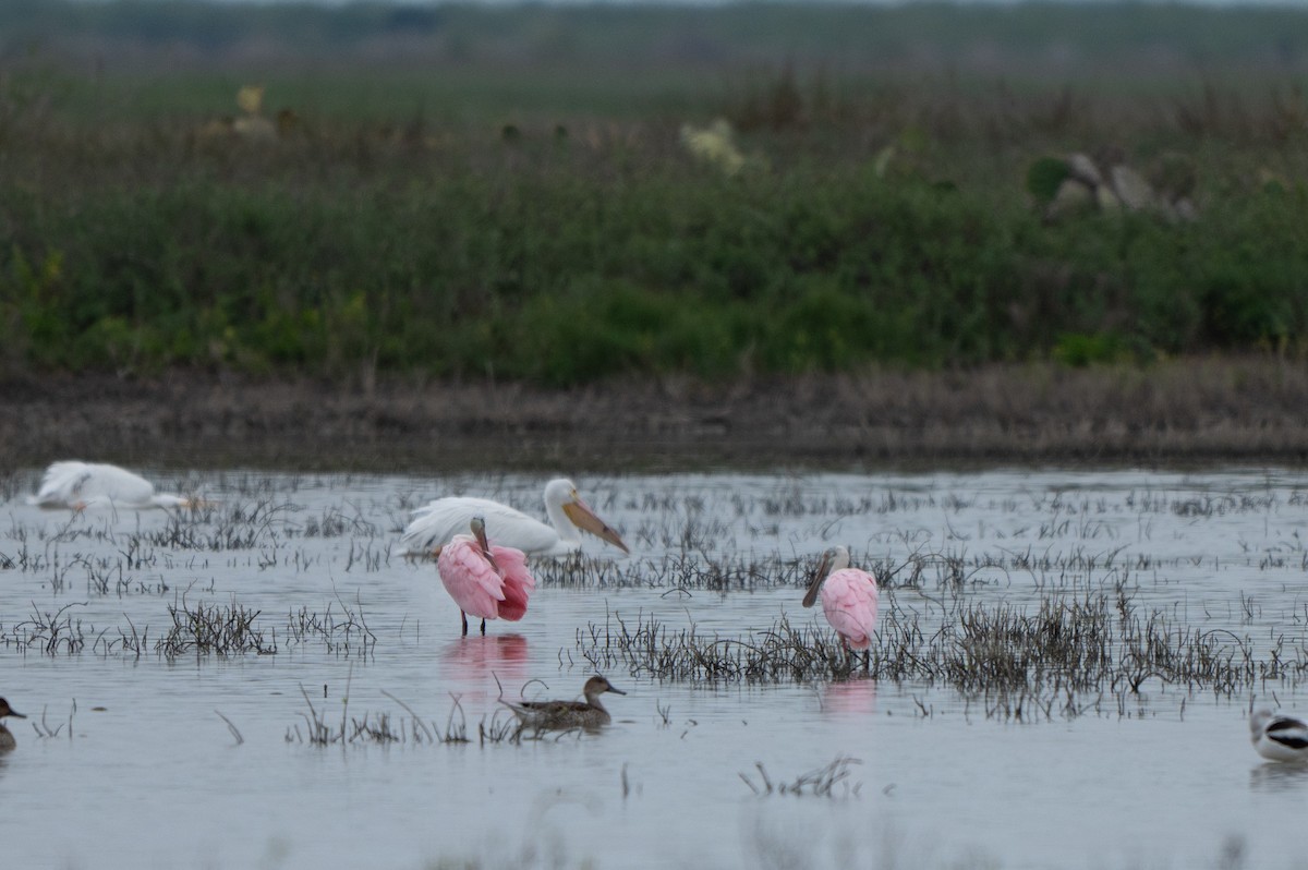 Roseate Spoonbill - ML646311067