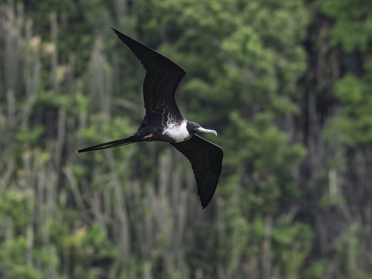Magnificent Frigatebird - ML646311068