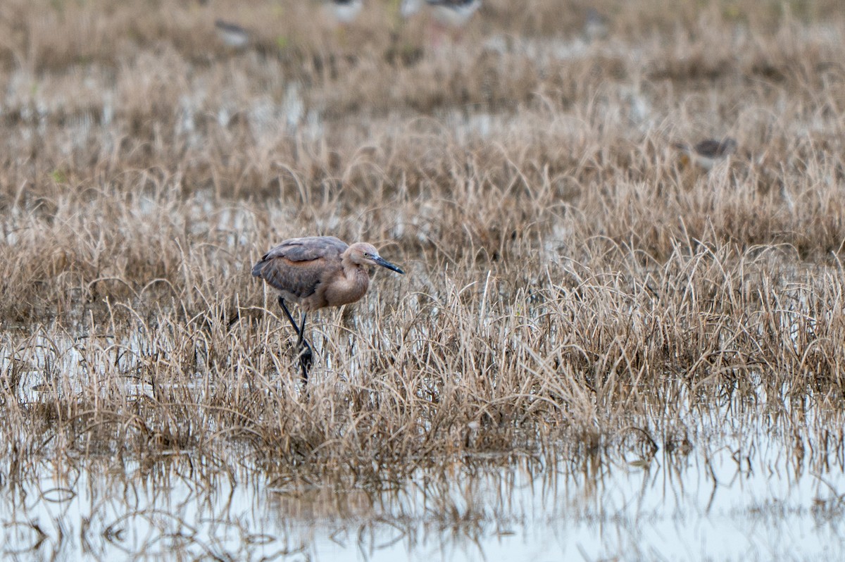Reddish Egret - ML646311075