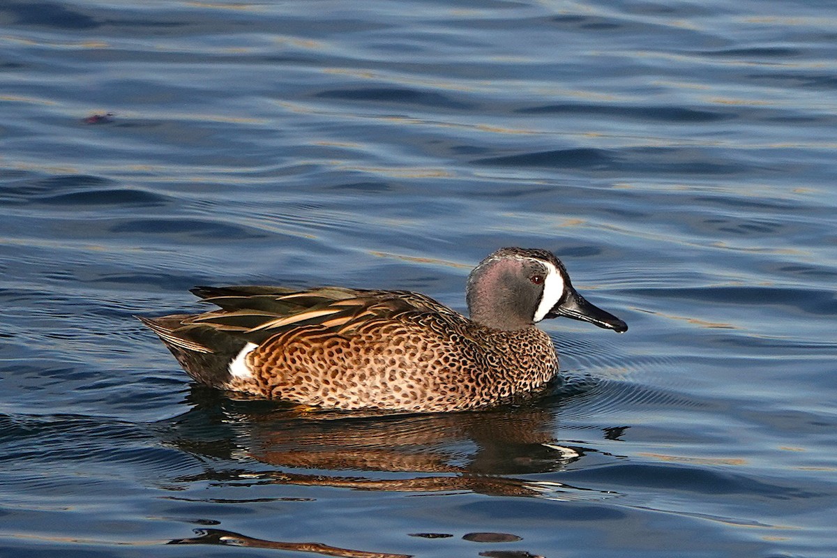 Zertzeta hegalurdina - ML646311076