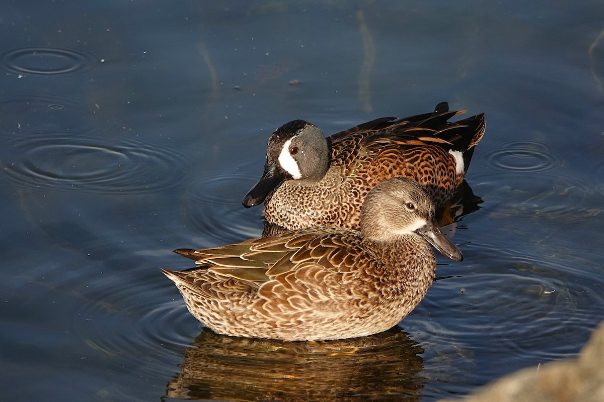 Zertzeta hegalurdina - ML646311077