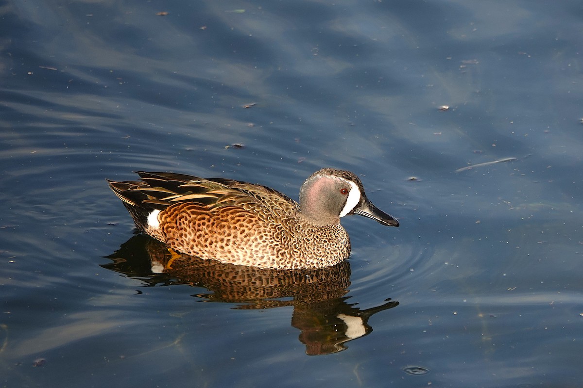 Zertzeta hegalurdina - ML646311078