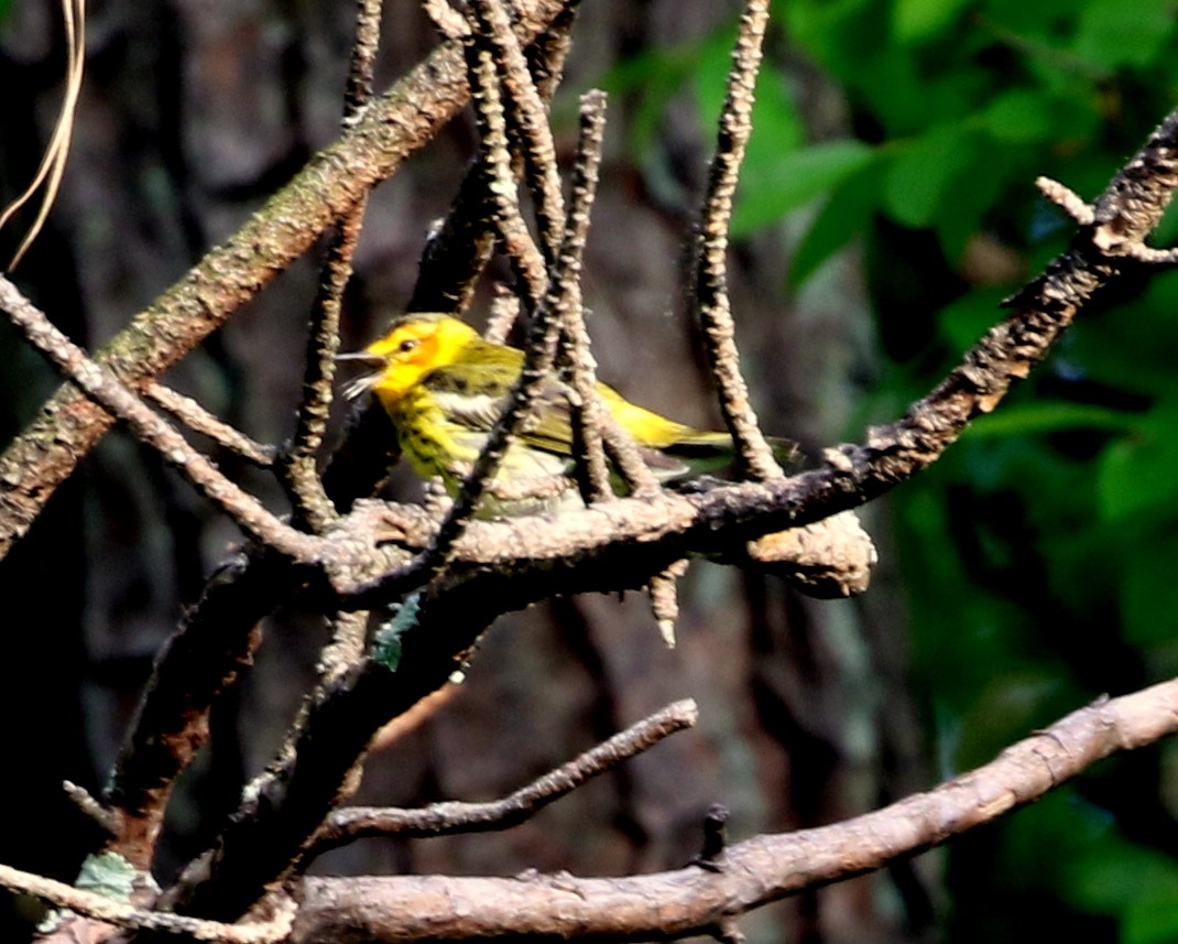 Cape May Warbler - ML646311082