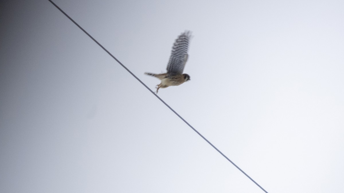 American Kestrel - ML646311086