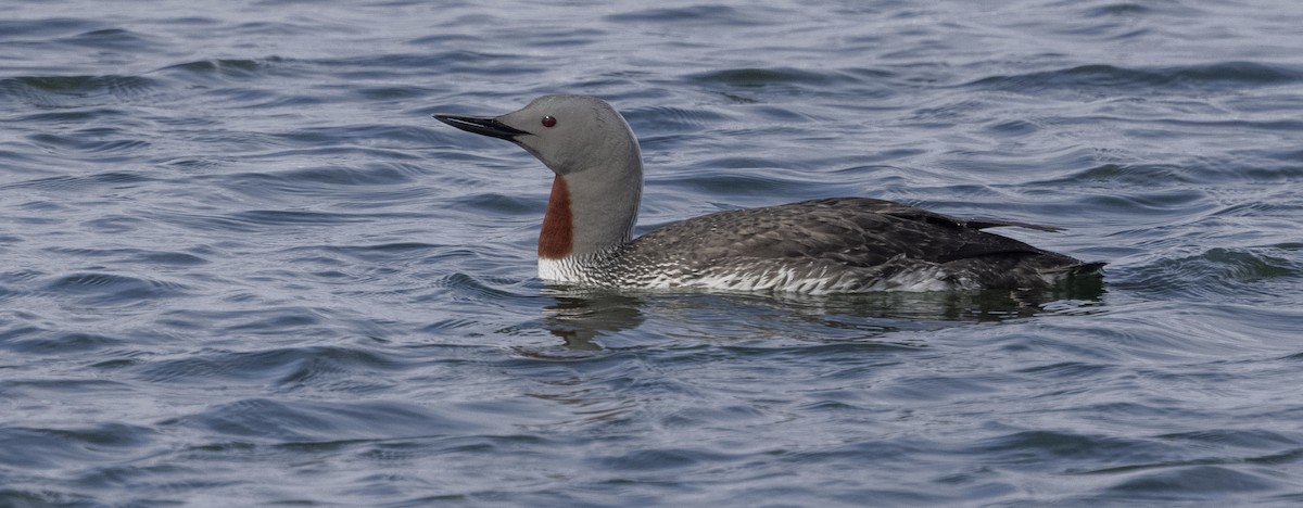 Plongeon catmarin - ML646311087