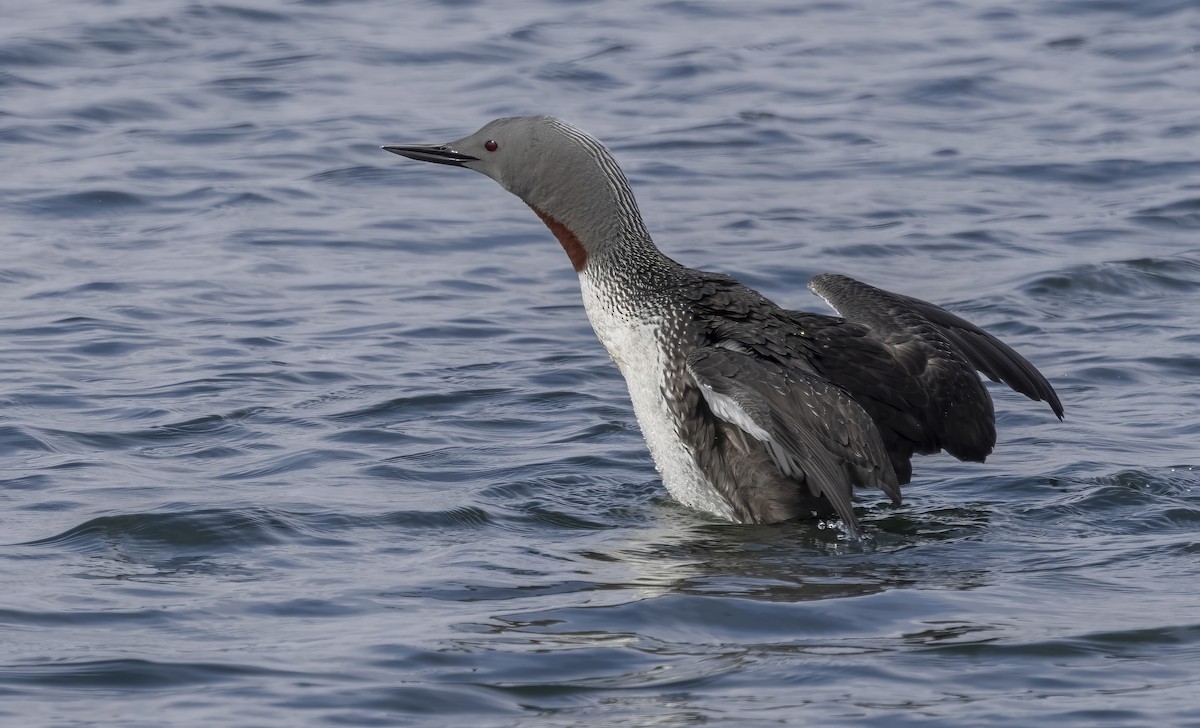 Plongeon catmarin - ML646311088