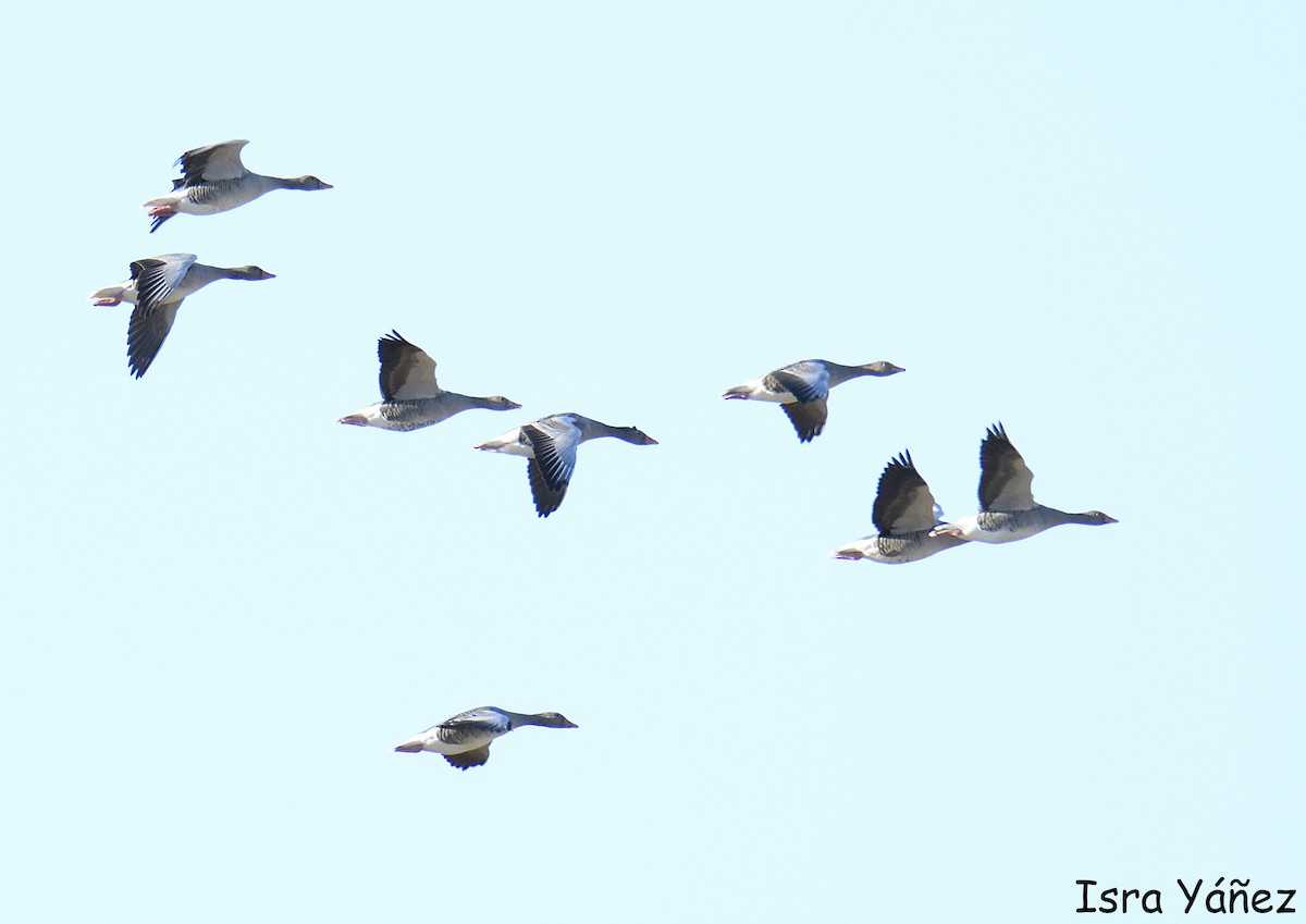 Antzara hankagorrizta - ML646311092