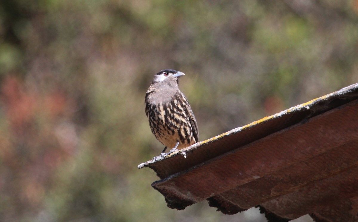 White-cheeked Cotinga - ML646311107