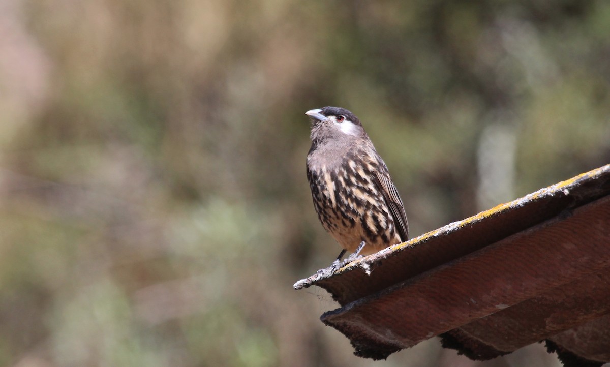 White-cheeked Cotinga - ML646311108