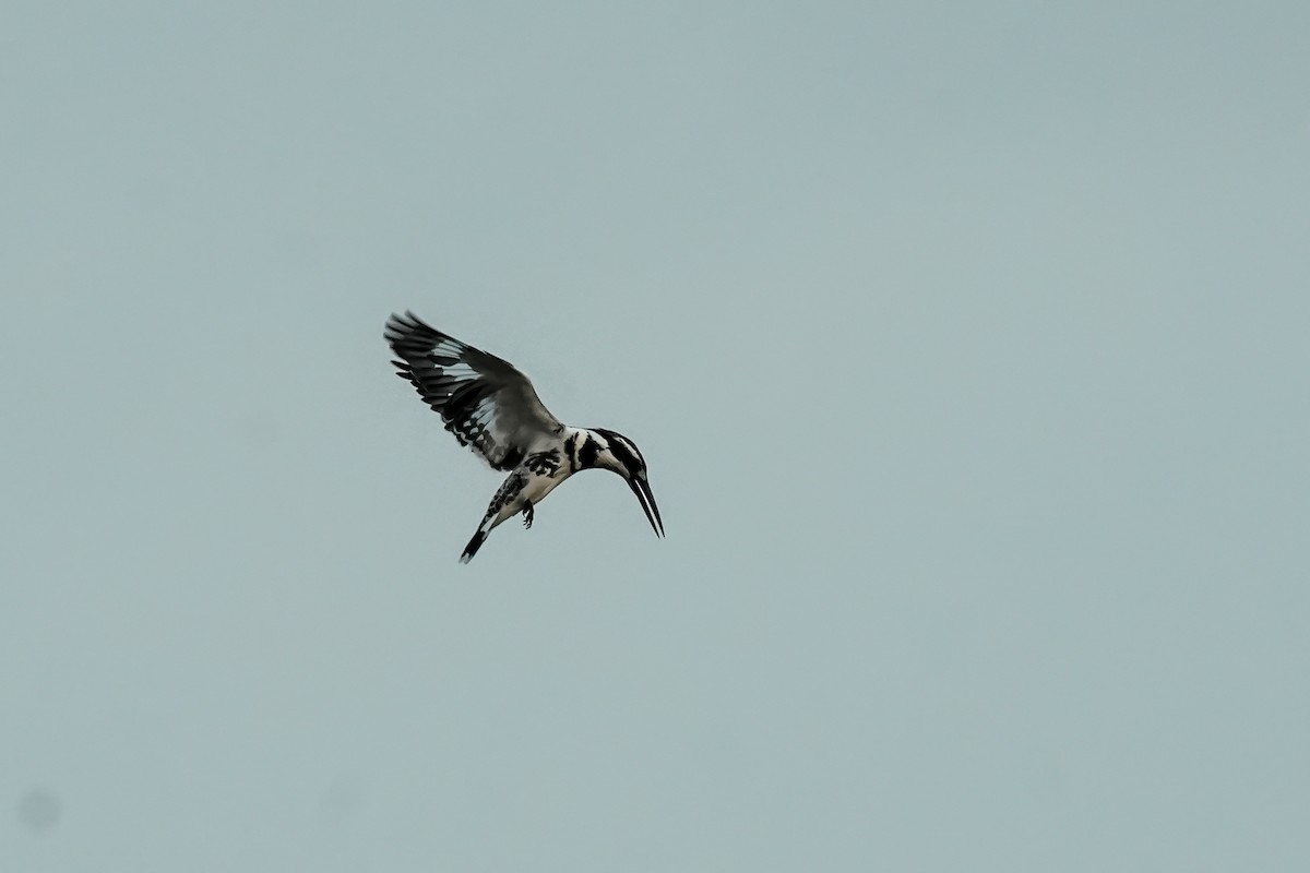 Pied Kingfisher - ML646311111