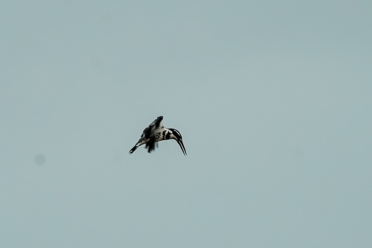 Pied Kingfisher - ML646311112