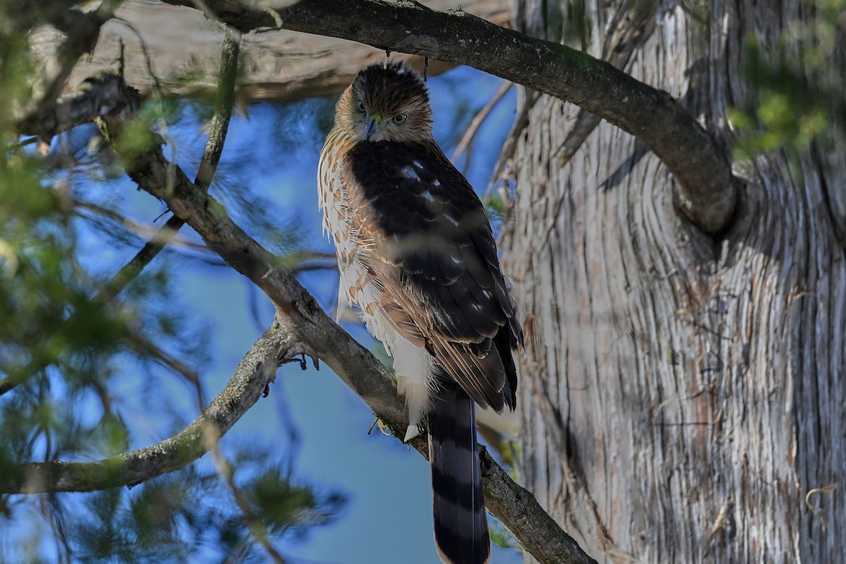 Cooper's Hawk - ML646311113