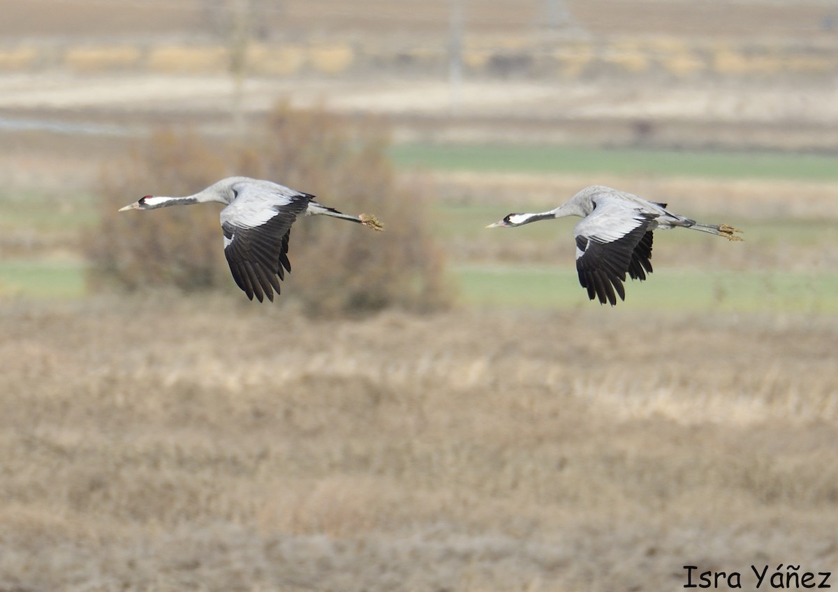 Common Crane - ML646311114