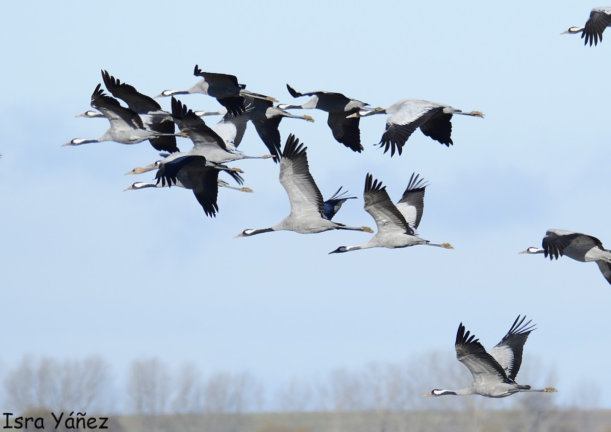 Common Crane - ML646311115