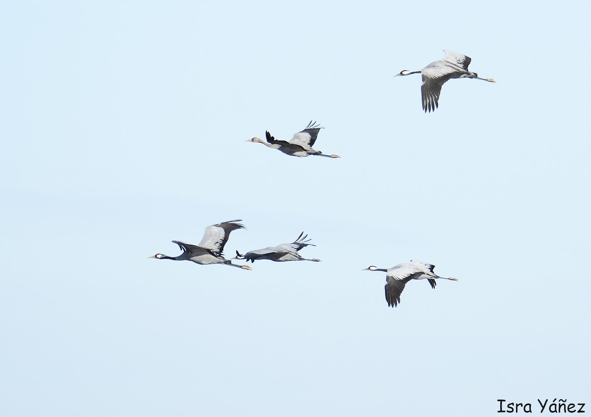 Common Crane - ML646311116