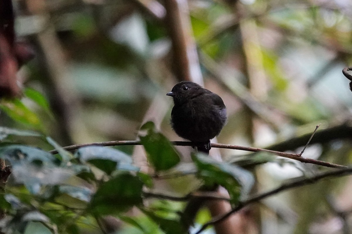 Jet Manakin - ML646311119