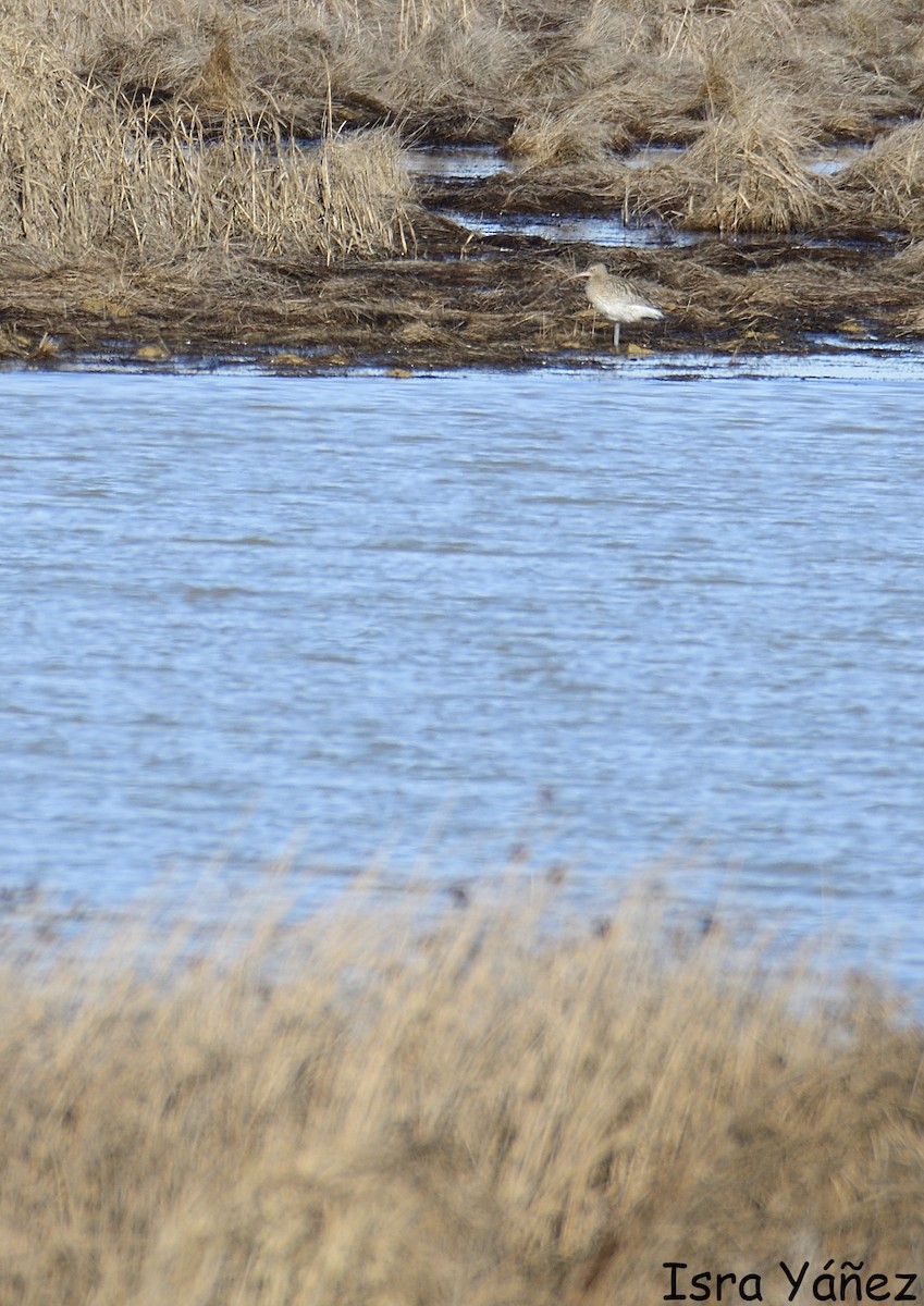 Eurasian Curlew - ML646311121