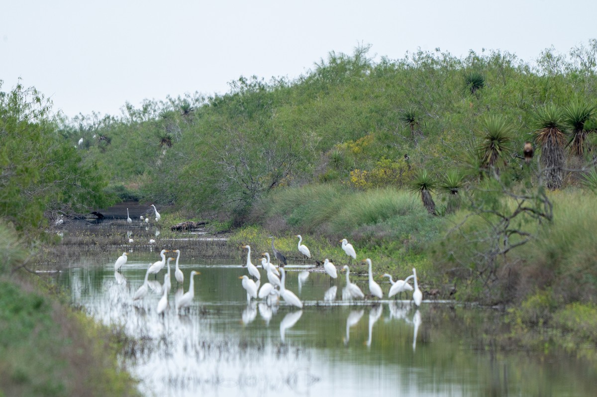 Great Egret (American) - ML646311123