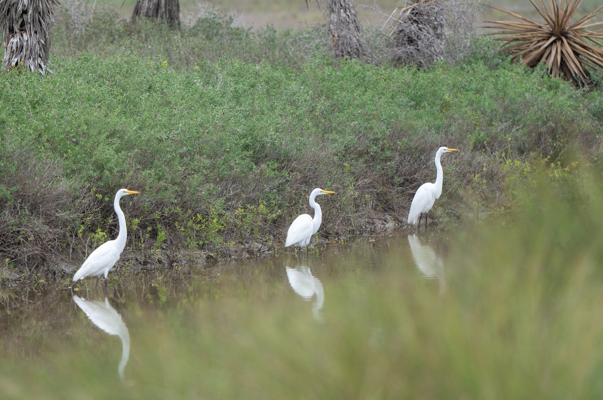 Great Egret (American) - ML646311124