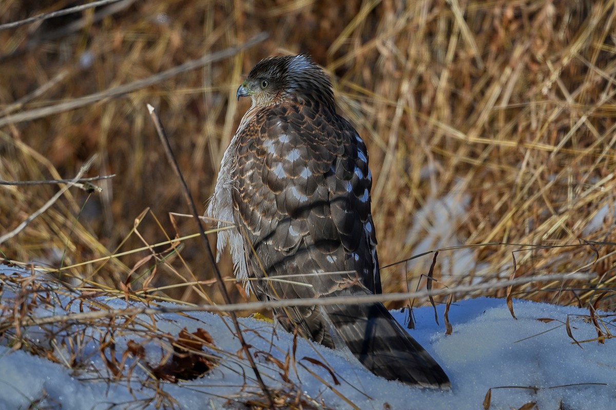 Cooper's Hawk - ML646311125
