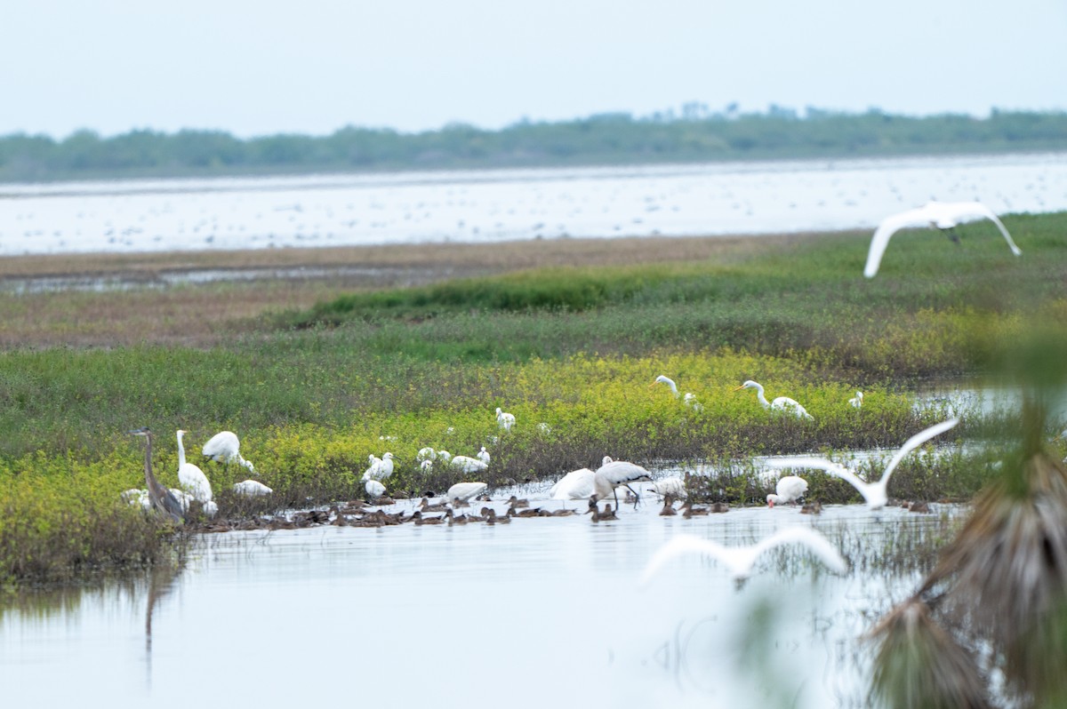 Snowy Egret - ML646311129