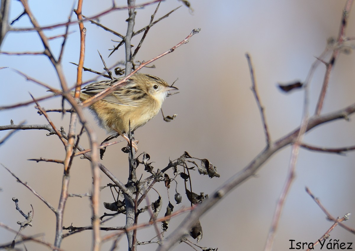Zitting Cisticola - ML646311131