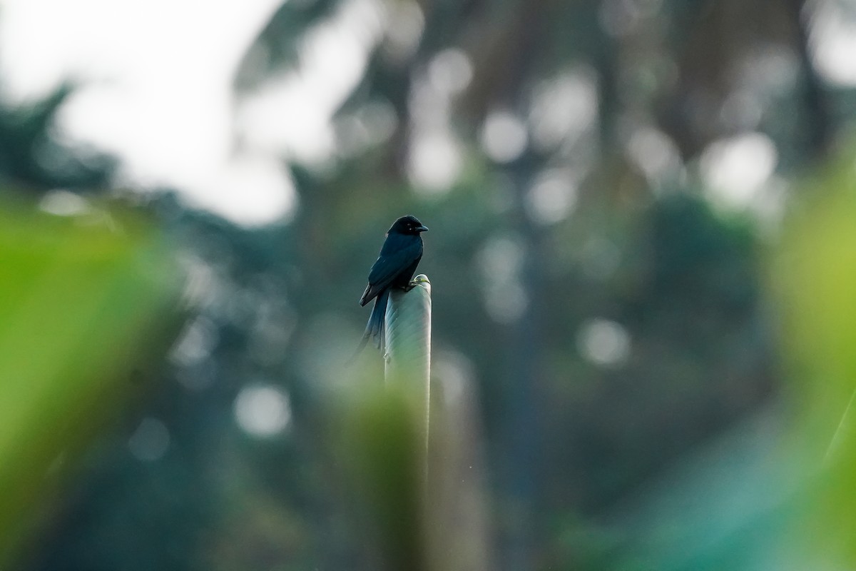 Black Drongo - ML646311134