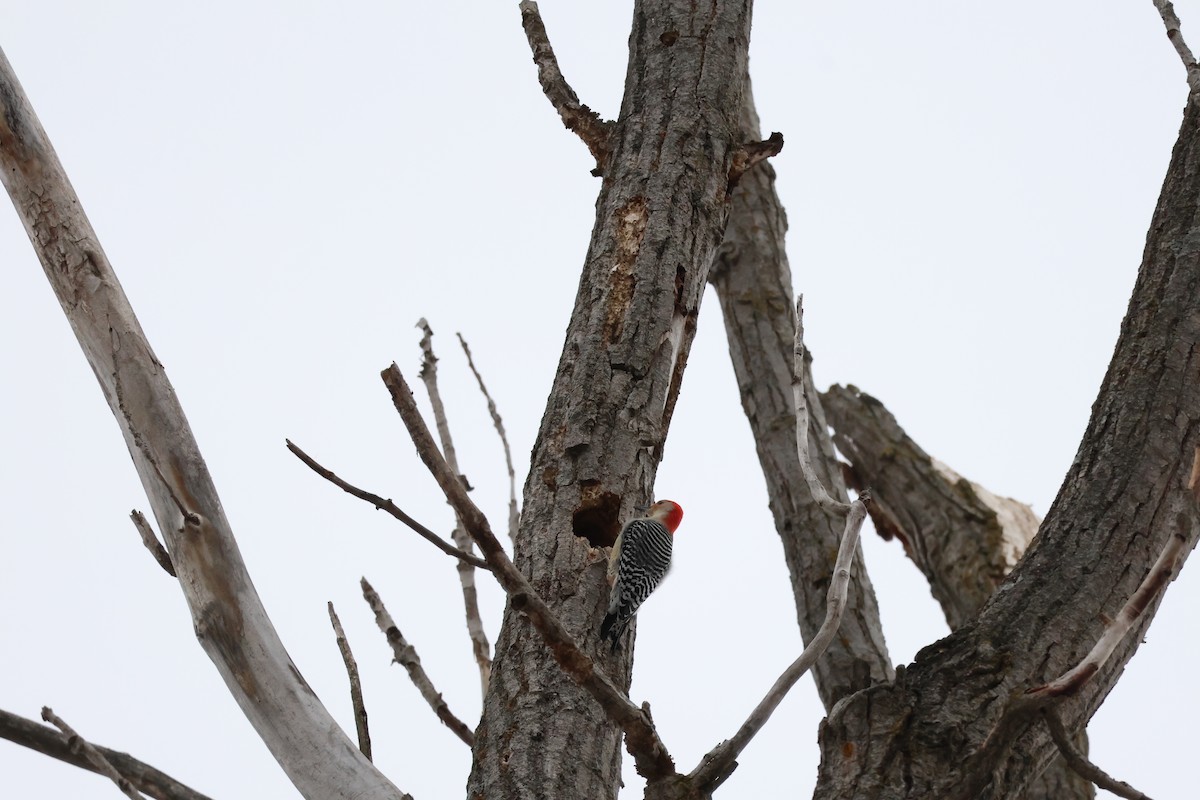 Red-bellied Woodpecker - ML646311138