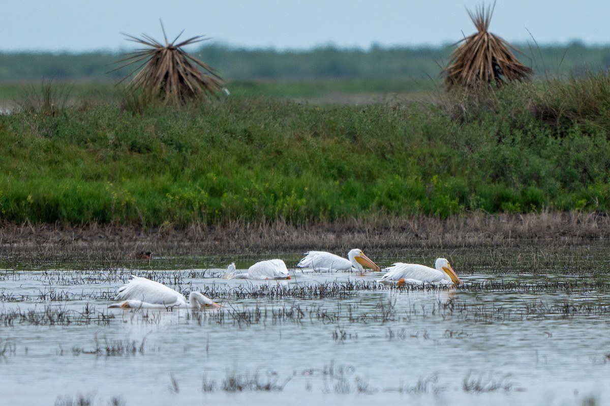 American White Pelican - ML646311139