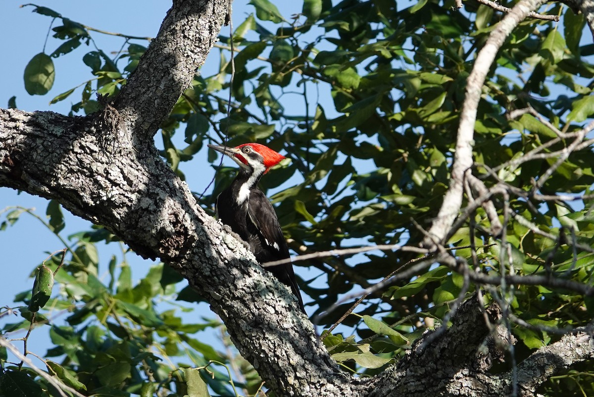 Pileated Woodpecker - ML646311145