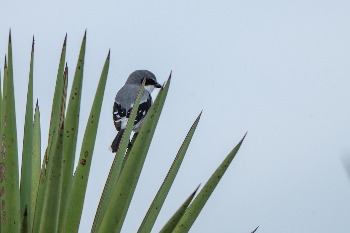 Loggerhead Shrike - ML646311146