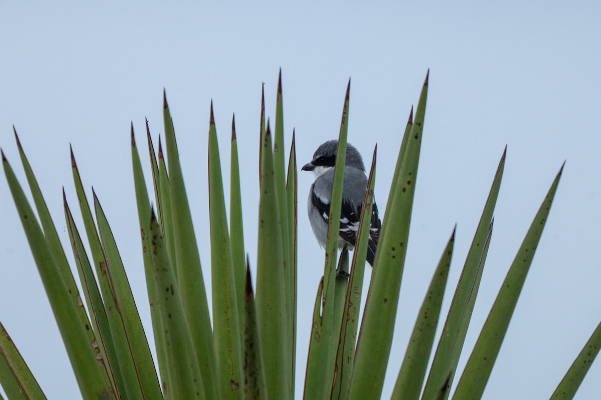 Loggerhead Shrike - ML646311147