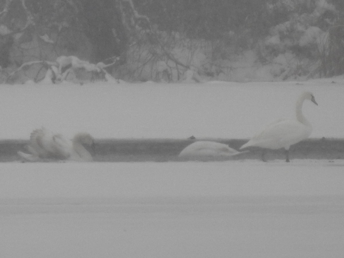 Лебідь-шипун - ML646311148